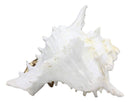 Ebros Large Ocean Sea Golden Conch Shell Hermit Crab Statue 6.75"L Seashell
