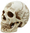 Ebros Pirate Captain Jack Sparrow Cartography Lost Treasure Map Skull Statue Relic