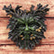 Ebros Celtic Autumn Euphoria Celtic Greenman Hanging Wall Decor Plaque 6" High