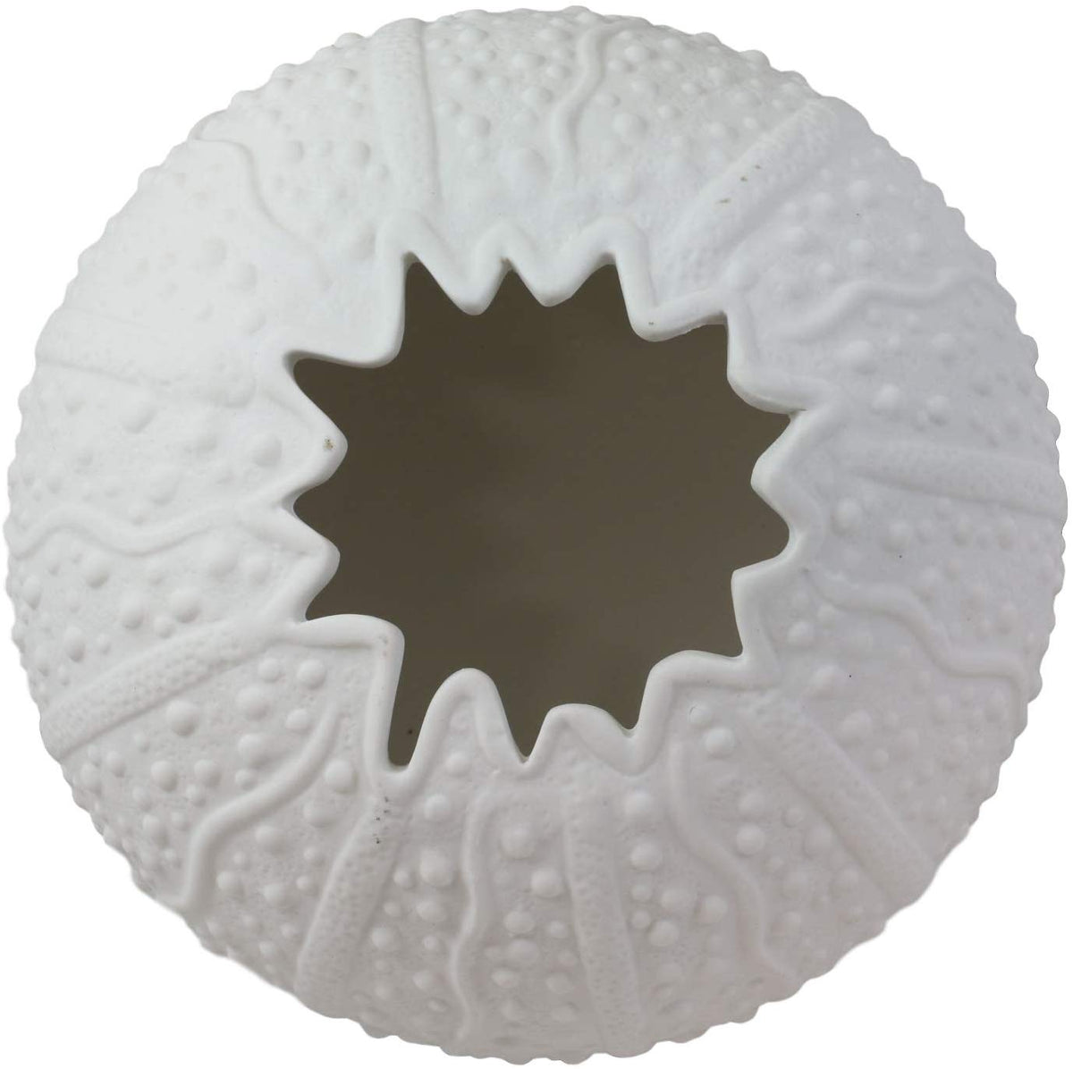 Ebros 7.5" Diameter White Sea Urchin Shell Ceramic Sculpture Pot Figurine (1)