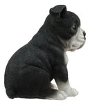Realistic Miniature Boston Terrier Puppy Statue 6.25"Tall Animal Dog Collectible