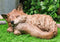 Ebros Realistic Faux Driftwood Finish Design Baby Fox Cub Sleeping Resin Statue 10" Long Crafty Animal Foxes Decor Figurine Rustic Outdoors Western Decorative Sculpture