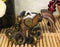 Ebros Gift Steampunk Octopus Marauder Cyborg Infantry Decorative Box Figurine 5.5"H