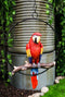 Ebros Hanging Scarlet Macaw Parrot Perching on Branch in Metal Round Ring Figurine 13.5" H