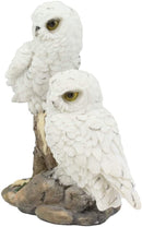Ebros Mystical Two White Snowy Baby Owlets Perching On Tree Branch Statue 7"Wide