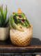 Green Wyrmling Baby Dragon On Golden Egg Backflow Incense Cone Burner Figurine