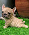 Ebros Adorable French Bulldog Puppy Dog With Belly On The Ground Figurine 6.5"L