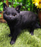 Large Lifelike Mystical Standing Black Cat Kitten Statue With Glass Eyes15"L