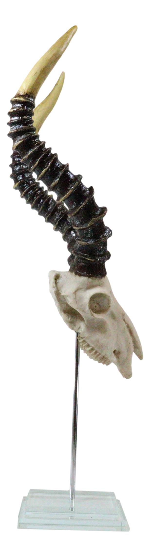 Vintage Faux Taxidermy Kudu Antelope Skull On Museum Pole Mount With Glass Base