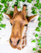 Ebros Safari Giraffe Head Trophy Taxidermy Wall Decor Sculpture Hanging Plaque