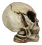 Extra Terrestrial MARS Attack 8" Tall Alien Skull Skeleton Figurine Sculpture