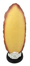 Ebros Gift Our Blessed Virgin Lady of Guadalupe Holy Mother Catholic Divinity Figurine 12" H with Brass Plate Base