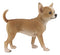 Lifelike Shorthair Deer Head Chihuahua Dog Statue 9.5"Long With Glass Eyes