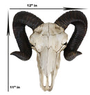 Large Bighorn Ram Skull Wall Decor 11" Wide Taxidermy Hanging Sculpture Plaque