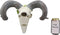 Ebros Western Aged Corsican Ram Sheep Horned Skull Wall Decor With Painted Succulents