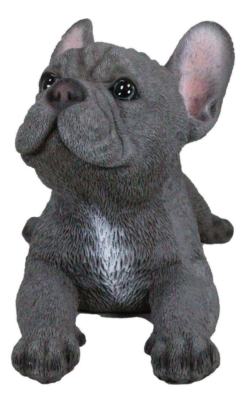 Realistic Lifelike Gray French Bulldog Puppy Sitting On Belly Figurine Frenchie