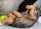 Ebros Yorkie Canine Dog Wine Bottle Holder Figurine 10.5" Long