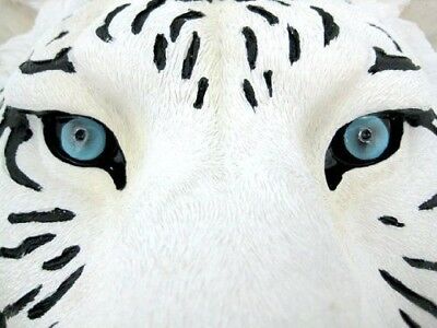 Rare Blue Eyed White Tiger Wall Bust Sculpture Blue Ice Predator Forest Figurine - Ebros Gift