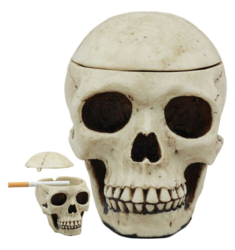 Day of The Dead Ossuary Human Skull Ashtray Statue Skeleton Cranium Jewelry Box
