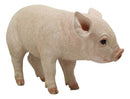 Large Adorable Realistic Animal Farm Babe Pig Piglet Statue 15"L Rustic Decor