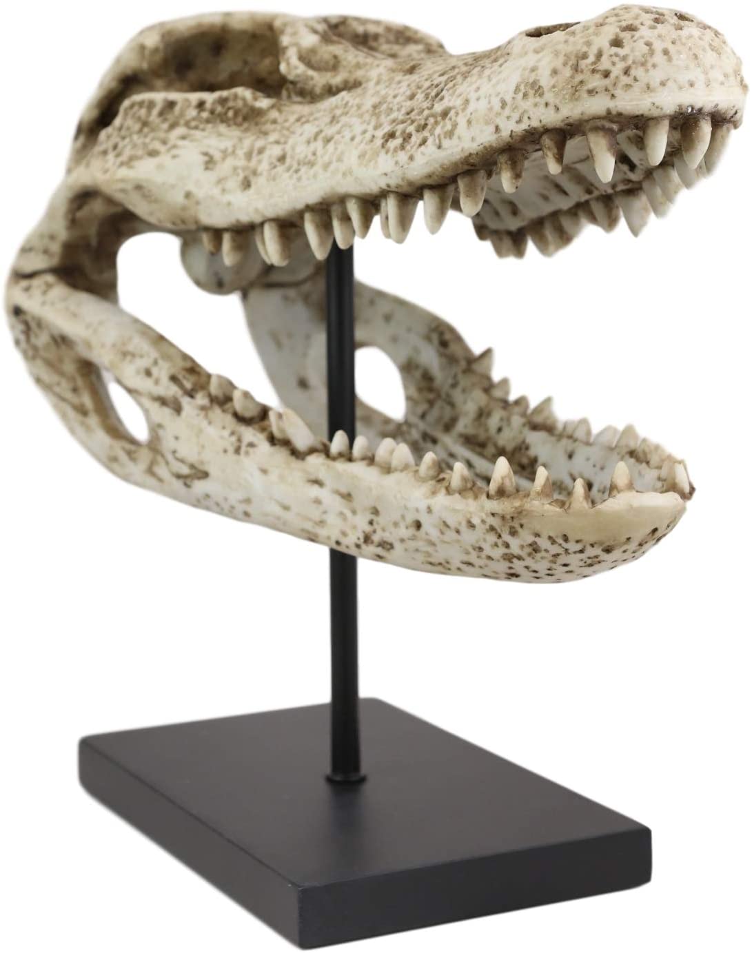 Ebros Faux Taxidermy Alligator Fossil Skull Baring Jaws and Teeth Statue 14.5"L