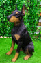 Ebros Lifelike Sitting Doberman Pinscher Statue 23.5"Tall Pedigree Dog With Glass Eyes