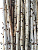 2" Thick Decorative Unfinished Wood Birch Poles Logs Branches 5 Ft Bundle Of 4