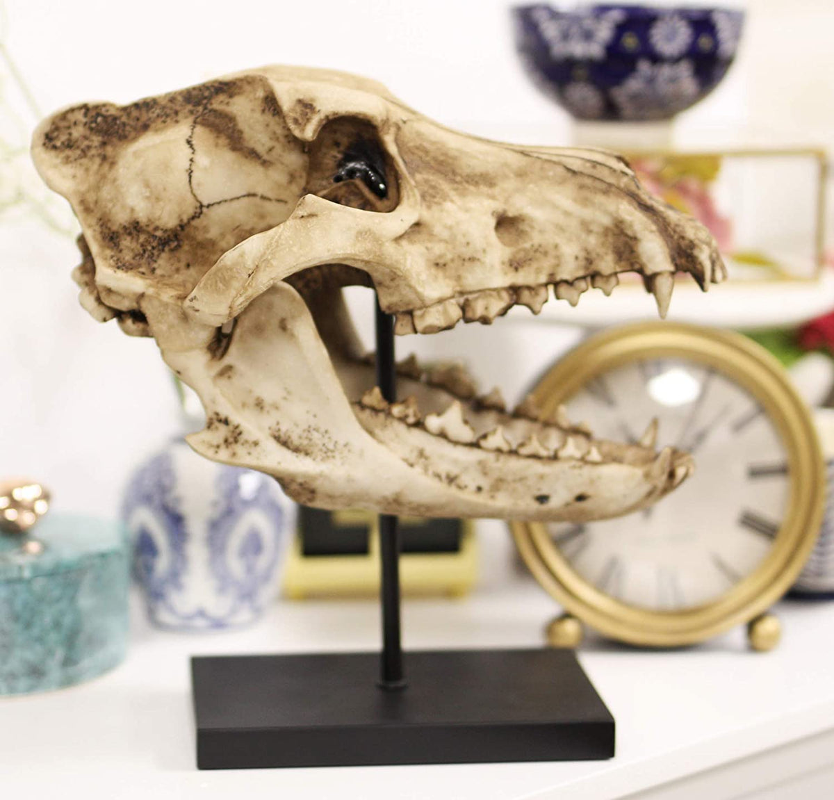 Ebros Direwolf Fossil Skull Statue On Pole Mount and Brass Name Plate 12.5" Long