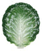 Ebros Ceramic Iceberg Lettuce Leaf Serving Platter Dinner Plate Vegetable Accent Dish 10.75"Wide For Salads Veggies Fruits Entrees Kitchen Dining Essentials Accessory (2)