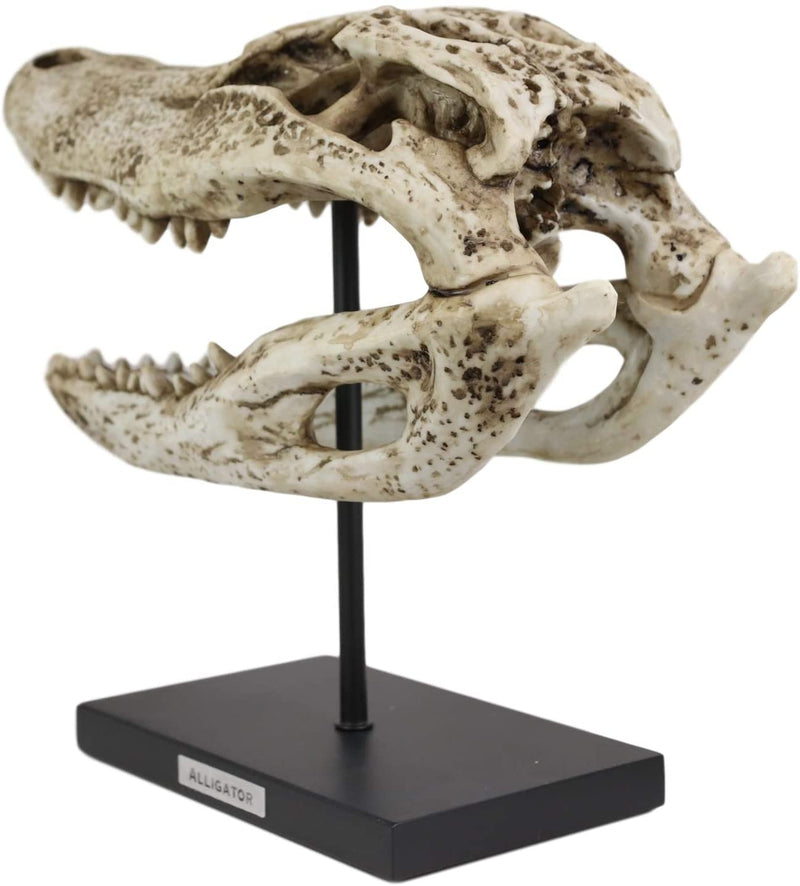 Ebros Faux Taxidermy Alligator Fossil Skull Baring Jaws and Teeth Statue 14.5"L