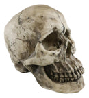 Ebros Large Ossuary Adult Homosapien Skull Decorative Figurine 8.5"L