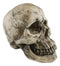 Ebros Large Ossuary Adult Homosapien Skull Decorative Figurine 8.5"L