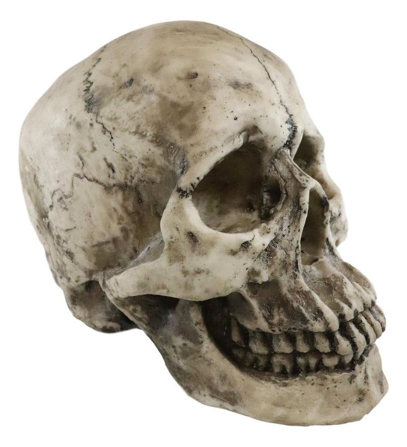 Ebros Large Ossuary Adult Homosapien Skull Decorative Figurine 8.5"L