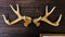 Ebros Brown Rustic 10 Point Stag Deer Antlers Rack Wall Plaque 17"W Coat Hooks