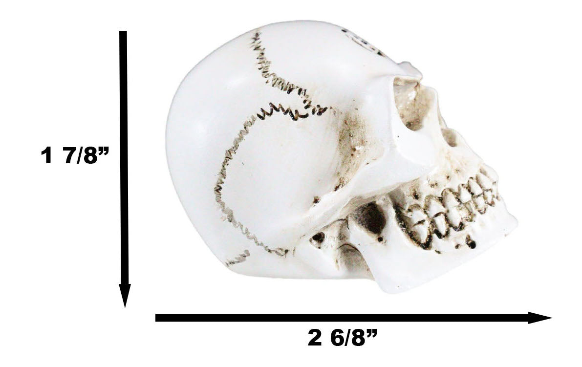Vault Alchemist Bone Philosophus Magnus Skull Gear Shift Knob Or Paperweight