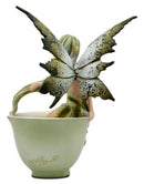 Ebros Amy Brown Teacup Matcha Green Tea Fairy In Teacup Figurine Faerie Garden 6"H