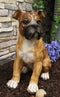 Large 16"H Adorable Realistic Sitting Fawn Boxer Muscle Dog Decorative Statue