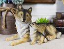 Ebros Alpha Gray Wolf Family Figurine 9.75"L Timber Wolf Mother Resting With Pups