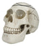 Gothic Sacred Geometry Seed Of Life Earth Creation Cosmic Energy Skull Figurine