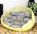 Ebros Wyrmling Dragon Hatchling Cracked Egg Miniature Display Stand with Rocky Steps Figurine As Decorative Housing for Miniature Dragons Sculptures Medieval Fantasy Alchemy Decorative Statue