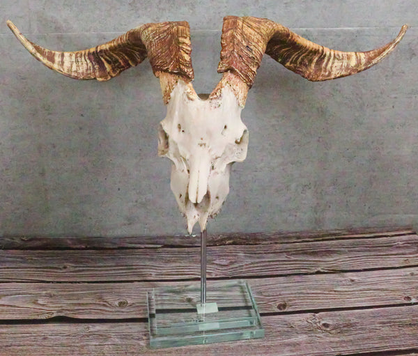 イノシシヘッドスカル Rustic Western Valais Blackneck Billy Goat Skull Plaque Glass Base