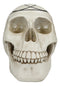 Gothic Sacred Geometry Seed Of Life Earth Creation Cosmic Energy Skull Figurine