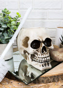 Macabre Grinning Skull Cranium Toilet Brush & Base Holder Bathroom 2 Piece Set