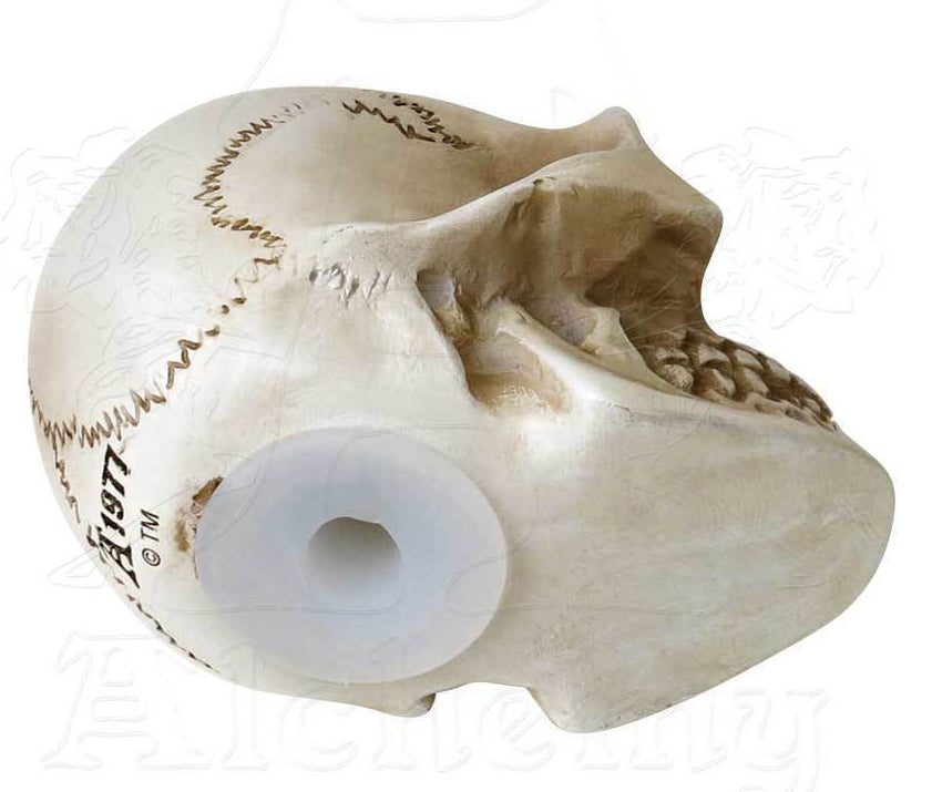Vault Alchemist Bone Philosophus Magnus Skull Gear Shift Knob Or Paperweight