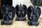 Goat of Mendes See Hear Speak No Evil Devil Baphomet Gargoyle Set of 3 Figurines