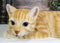Lifelike Perching Orange Tabby Cat Shelf Sitter Statue 13.25"L Decor Cats Kitten