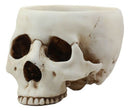 Halloween Skeleton Half Skull Bowl Treat Holder Figurine Homosapien Skull Statue