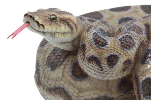 Large Lifelike Python Statue Realistic Snake Taxidermy 3D Figurine 17 ...