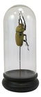 Entomology Elephant Beetle Faux Taxidermy Sculpture in Glass Dome Cloche Display