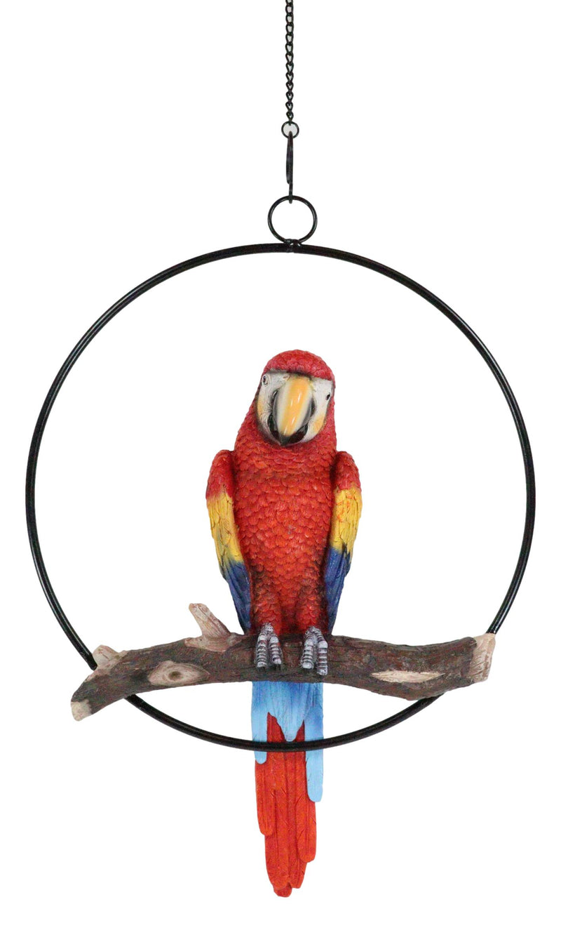 Ebros Hanging Scarlet Macaw Parrot Perching on Branch in Metal Round Ring Figurine 13.5" H